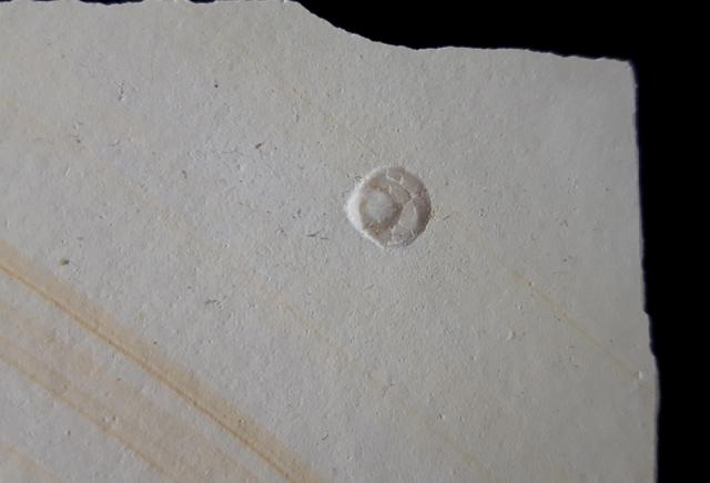 Loboidothyris sp. BUCKMAN 1917 - Bild &copy; FossNet FossilienStore